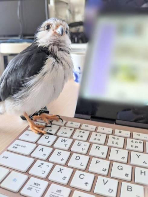 ピグミーファルコン 手を差し伸べられる 手のり かわいい 動画 人懐っこい