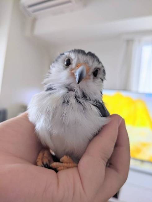 ピグミーファルコン 手を差し伸べられる 手のり かわいい 動画 人懐っこい