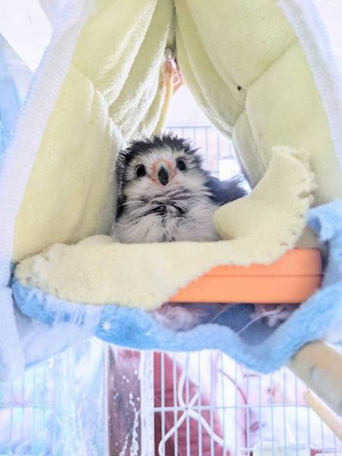 ピグミーファルコン 手を差し伸べられる 手のり かわいい 動画 人懐っこい