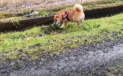 柴犬 ハチ よりめ 散歩 用水路 田んぼ 報告