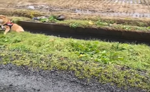 柴犬 ハチ よりめ 散歩 用水路 田んぼ 報告