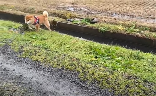 柴犬 ハチ よりめ 散歩 用水路 田んぼ 報告