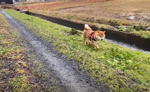 柴犬 ハチ よりめ 散歩 用水路 田んぼ 報告
