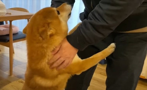 柴犬 ハチ よりめ 散歩 用水路 田んぼ 報告