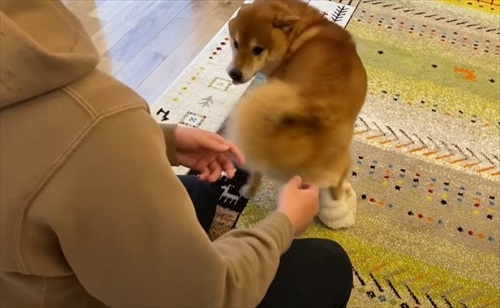 柴犬 ハチ よりめ 散歩 用水路 田んぼ 報告