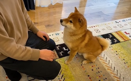 柴犬 ハチ よりめ 散歩 用水路 田んぼ 報告