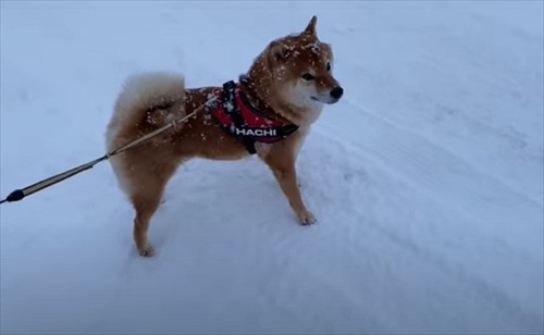 柴犬 ハチ よりめ 散歩 用水路 田んぼ 報告