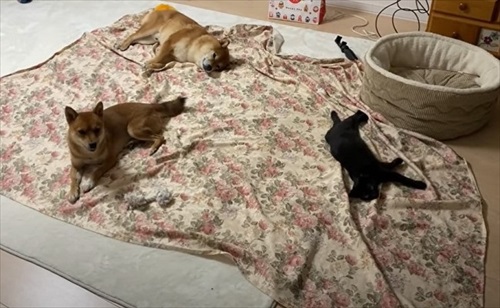 柴犬 ハチ よりめ 散歩 用水路 田んぼ 報告
