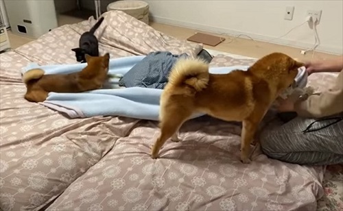 柴犬 ハチ よりめ 散歩 用水路 田んぼ 報告