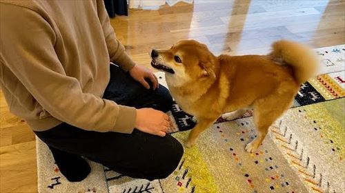 柴犬