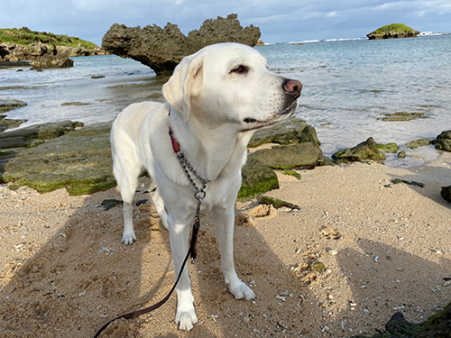 西表島のヴィヴィッドくん 盲導犬 レストラン 待機場所 全盲者