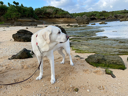 海を見るヴィヴィッドくん 盲導犬 レストラン 待機場所 全盲者