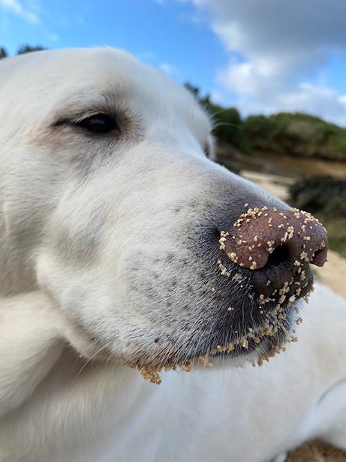 お鼻にいっぱいついてるヴィヴィッドくん 盲導犬 レストラン 待機場所 全盲者