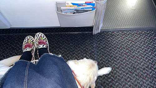 飛行機登場中のヴィヴィッドくん 盲導犬 レストラン 待機場所 全盲者