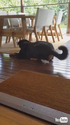 パグ ロットワイラー 犬 追いかけっこ