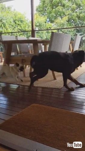 パグ ロットワイラー 犬 追いかけっこ