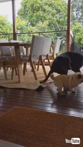 パグ ロットワイラー 犬 追いかけっこ