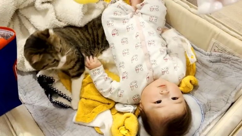 キウイくんを見て赤ちゃん笑顔 猫と赤ちゃん 動画 かわいい 幸せ しがしが 笑顔 ほっこり動画