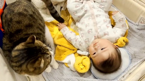 キウイくんを見て赤ちゃん笑顔 猫と赤ちゃん 動画 かわいい 幸せ しがしが 笑顔 ほっこり動画