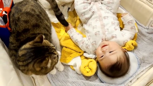 女の子と猫