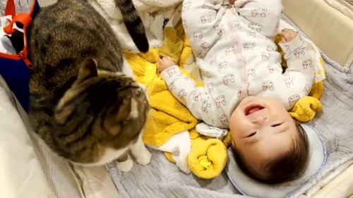 キウイくんを見て赤ちゃん笑顔 猫と赤ちゃん 動画 かわいい 幸せ しがしが 笑顔 ほっこり動画