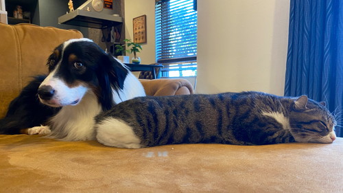 カイルくんとキウイくん