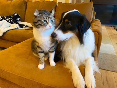 カイルくんとキウイくん