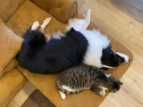 カイルくんとキウイくん 猫と赤ちゃん 動画 かわいい 幸せ しがしが 笑顔 ほっこり動画