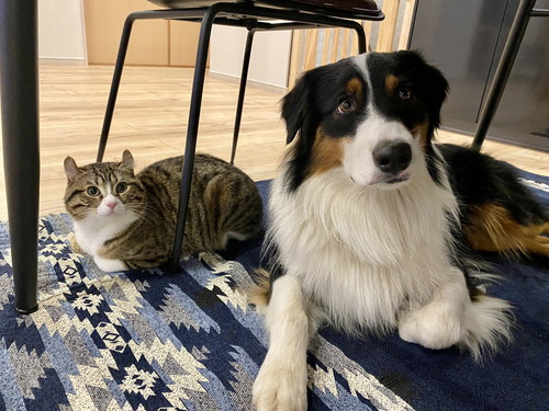 カイルくんとキウイくん 猫と赤ちゃん 動画 かわいい 幸せ しがしが 笑顔 ほっこり動画