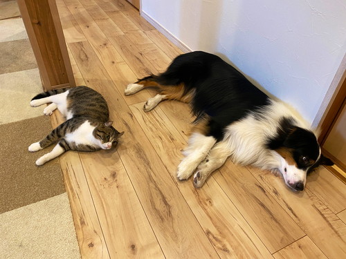 カイルくんとキウイくん 猫と赤ちゃん 動画 かわいい 幸せ しがしが 笑顔 ほっこり動画