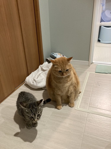 風呂に入った猫