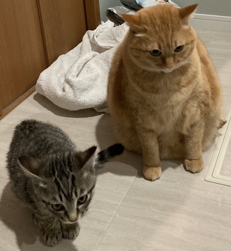 猫　猫兄弟　風呂場　表情　かわいい　画像　面白
