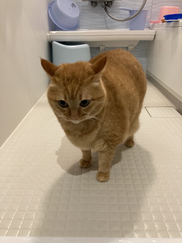 猫　猫兄弟　風呂場　表情　かわいい　画像　面白