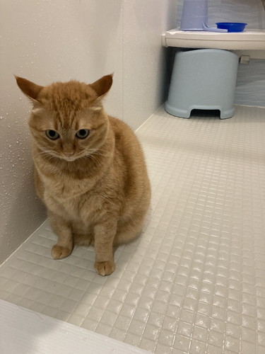 猫　猫兄弟　風呂場　表情　かわいい　画像　面白