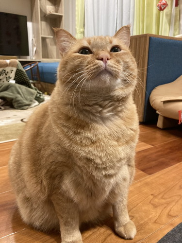 猫　猫兄弟　風呂場　表情　かわいい　画像　面白