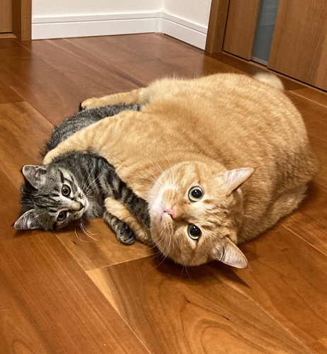 猫　猫兄弟　風呂場　表情　かわいい　画像　面白