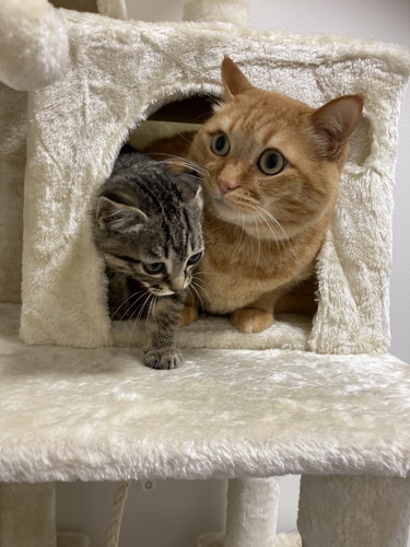 猫　猫兄弟　風呂場　表情　かわいい　画像　面白