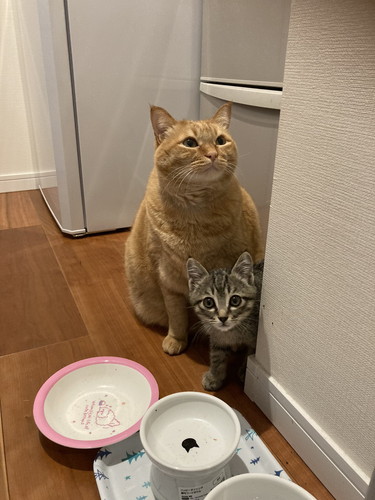 猫　猫兄弟　風呂場　表情　かわいい　画像　面白