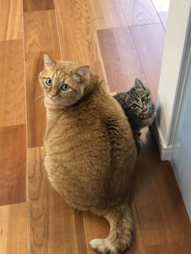 猫　猫兄弟　風呂場　表情　かわいい　画像　面白