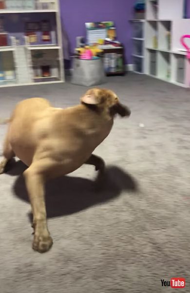 ワンコ　ピットブル　ピットブルテリア　回転　面白　動画