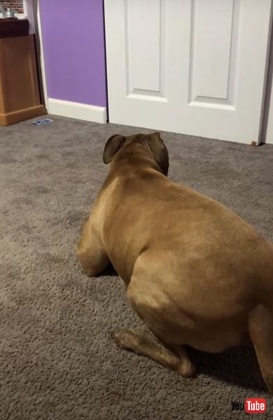 ワンコ　ピットブル　ピットブルテリア　回転　面白　動画