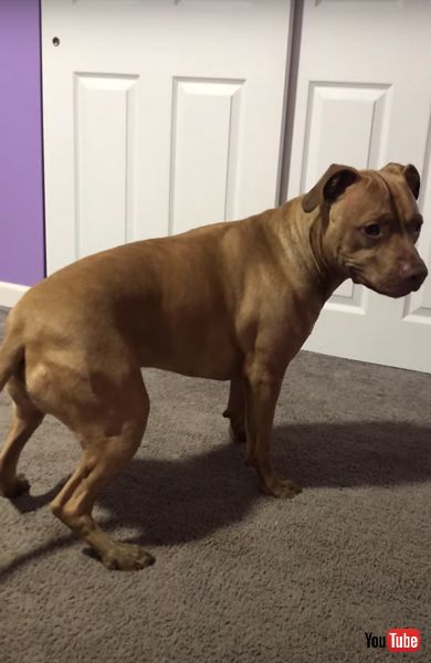 ワンコ　ピットブル　ピットブルテリア　回転　面白　動画