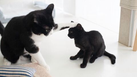 黒猫 保護猫 はなお 水分補給