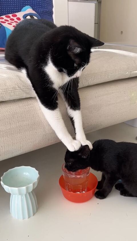 黒猫 保護猫 はなお 水分補給