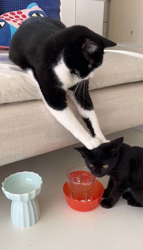 黒猫 保護猫 はなお 水分補給