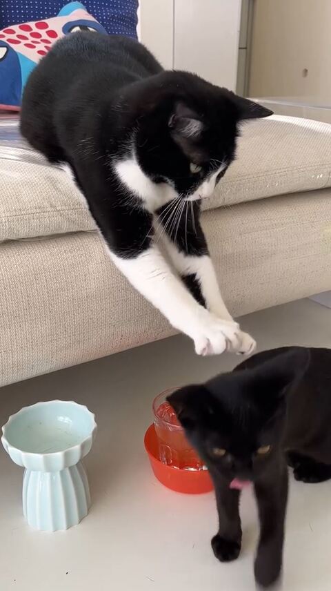 黒猫 保護猫 はなお 水分補給