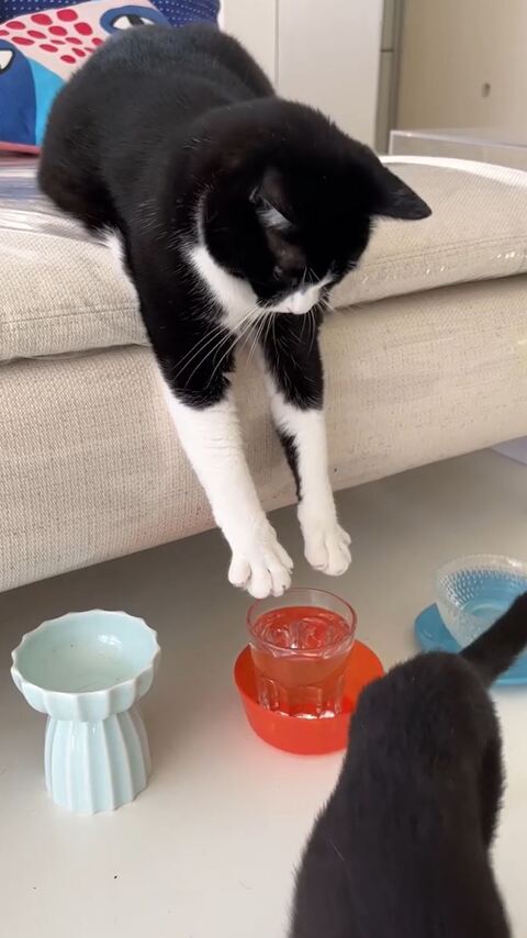 黒猫 保護猫 はなお 水分補給