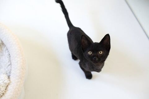 黒猫 保護猫 はなお 水分補給