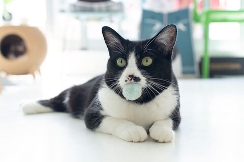 黒猫 保護猫 はなお 水分補給