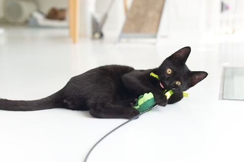 黒猫 保護猫 はなお 水分補給